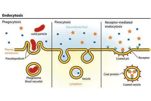 Endositosis: Pengertian, Mekanisme, dan Jenis-jenisnya