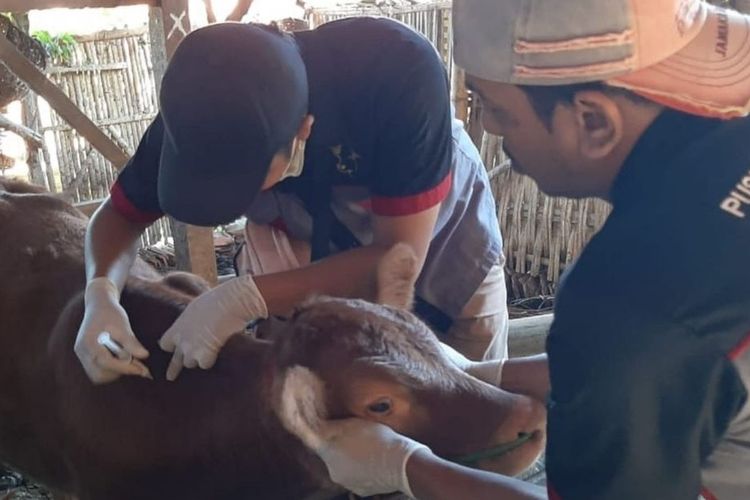 Vaksinator dari Dinas Ketahanan Pangan dan Pertanian Kabupaten Pamekasan memberikan vaksin ke sapi milik peternak. Ada 3 ribu sapi yang akan divaksin yang tersebar di 13 kecamatan di Pamekasan.