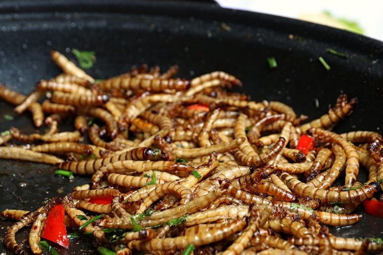 Ilustasi masakan berbahan dasar ulat Hong Kong atau mealworms. Uni Eropa resmi mengizinkan ulat Hong Kong dijual di supermarket dan restoran, sebagai makanan baru.