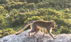 Ekspor Monyet Ekor Panjang Dinilai Tak Sejalan dengan Tren Riset Tanpa Hewan