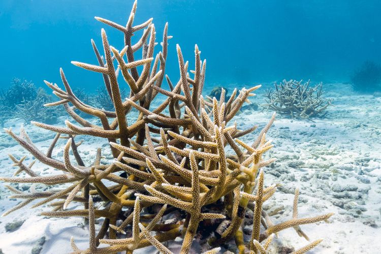 Staghorn coral, salah satu hewan yang terancam punah akibat pemanasan global