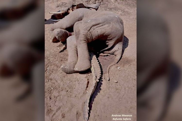 Seekor buaya mati ditemukan tertindih gajah mati.