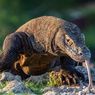 Warga Digigit Komodo, Kelestarian Lingkungan Harus Dijaga dan Akan Dibangun Pagar Pembatas