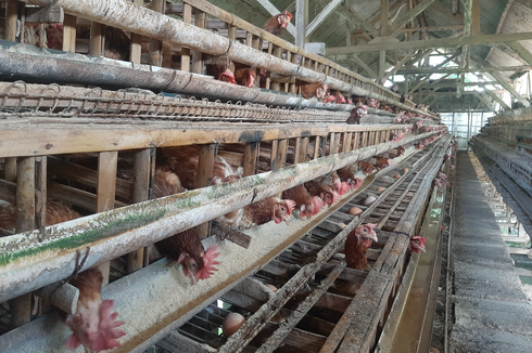 Peternak Ayam Petelur di Lumajang Menjerit meski Harga Telur di Pasaran Naik 