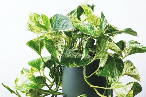 9 Cara Membuat Daun Tanaman Pothos Tumbuh Lebih Besar