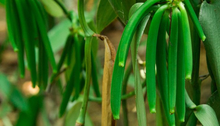 Ketika Vanili Menjadi Harapan Petani