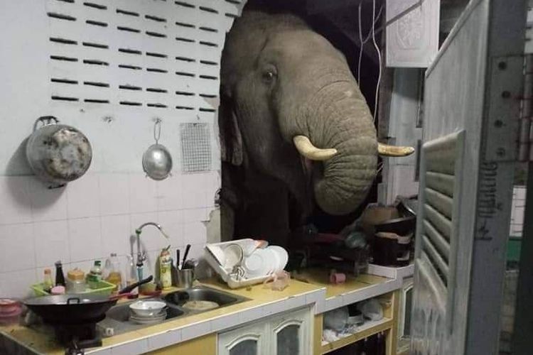 Tembok sebuah rumah di hutan Thailand sengaja dibiarkan jebol, agar gajah-gajah yang sering mampir bisa diberi makan. Foto ini diunggah akun Kittichai Boodchan di Facebook, yang videonya direkam pada Minggu dini hari (20/6/2021).