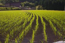 3 Sistem Irigasi di Sawah untuk Menunjang Pertumbuhan Padi