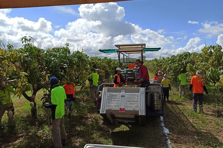 Ribuan orang pekerja muda dari berbagai negara mendatangi Australia untuk bekerja sebagai pemetik buah.
