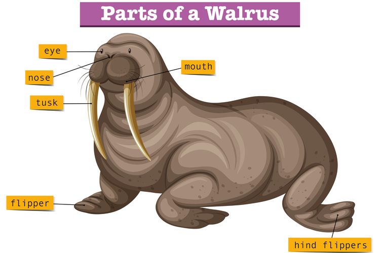 Anggota tubuh walrus