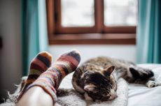Kucing Suka Tidur di Dekat Kaki Pemiliknya, Kenali Alasannya