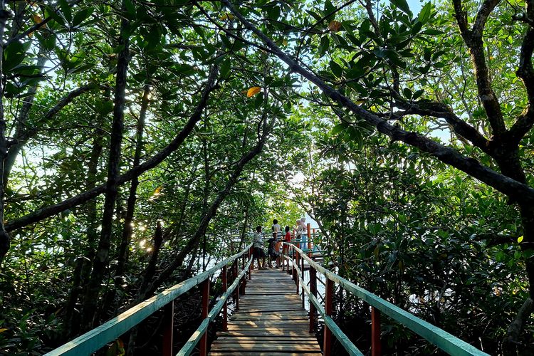 Program rehabilitasi mangrove PT Vale Indonesia di pesisir Malili menjadi benteng alami ekosistem pesisir dan tempat edukasi lingkungan bagi warga.