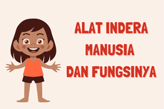 Alat Indera Manusia dan Fungsinya