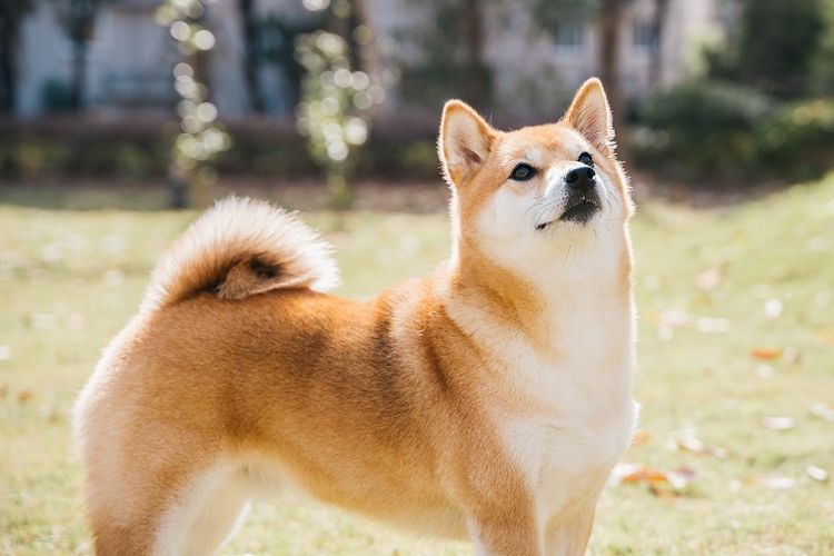 Ilustrasi anjing - Anjing ras Shiba Inu.