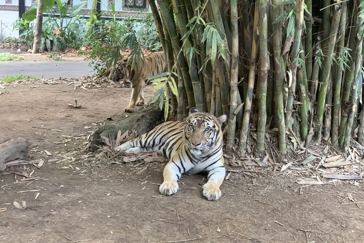 Harimau di Taman Safari Bali.