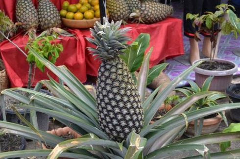 Festival Danau Toba Tampilkan Nanas Raksasa  