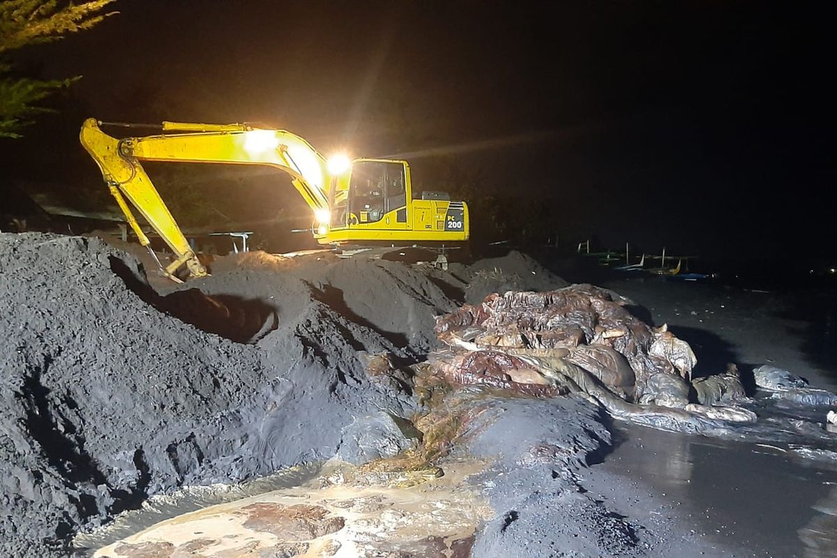 Proses penguburan bangkai Paus di Banyuwangi 