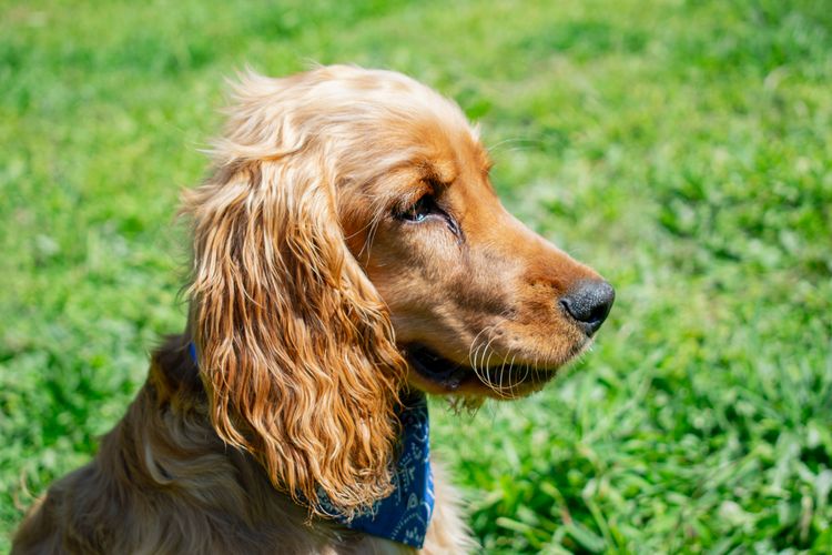 Cocker spaniel