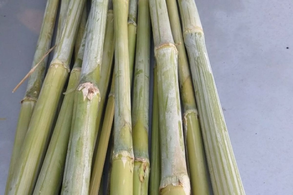 Batang sorgum yang baru dipanen di Bangka Belitung. Dari segi persaingan kepentingan antara pangan dengan bioetanol, potensi sorgum cukup bagus. Namun, masih ada kesenjangan pengetahuan tentang sorgum.