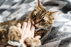 Cara Mengatasi Perilaku Kucing Peliharaan yang Suka Menggigit
