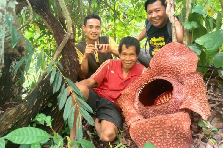 Gupardi (baju merah) berpoto dengan bunga rafflesia yang berhasil ia tanam