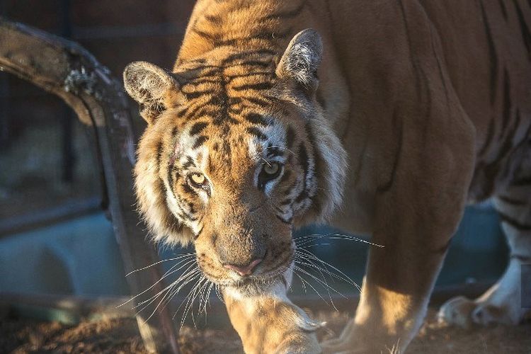 Ilustrasi harimau bengal.