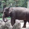 Syarat Wisata ke Kebun Binatang Ragunan Selama PPKM Level 2