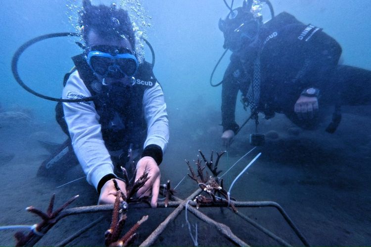 PT Pertamina International Shipping berkolaborasi dengan komunitas lingkungan Seasoldier melakukan penanaman 525 fragmen di Pantai Letan, Desa Morella, Maluku Tengah (2/10/2025).