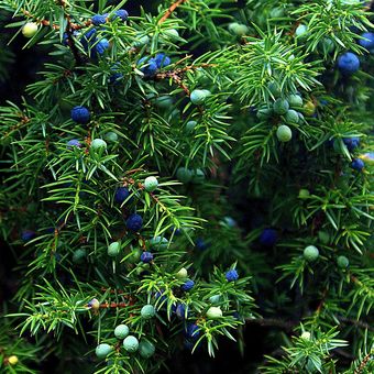 Ilustrasi tanaman Juniper yang merupakan salah satu tanaman khas Natal. 