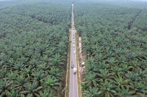 Karhutla di Jambi, Polisi Tetapkan 37 Tersangka