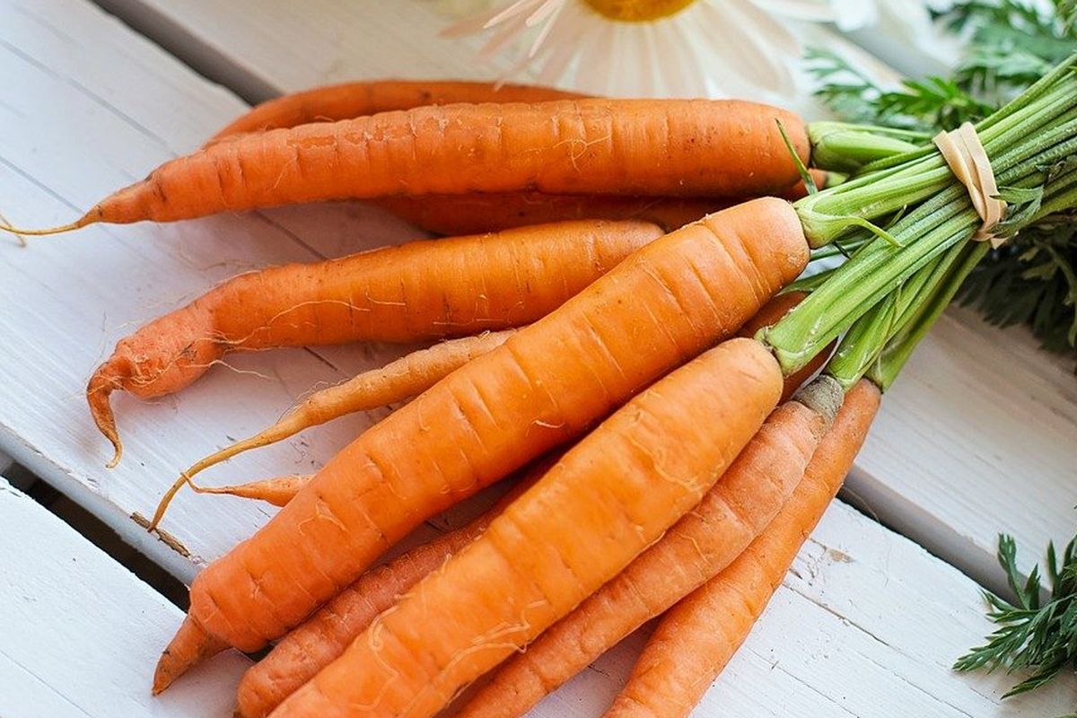 ilustrasi wortel lengkap dengan daunnya atau green wortel. 