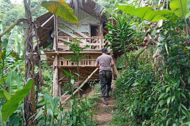 Saung di ladang ganja di Gunung Karuhun,  Kampung Pasirleneng, Desa Cimenteng, Kecamatan Campaka, Kabupaten Cianjur, Jawa Barat.