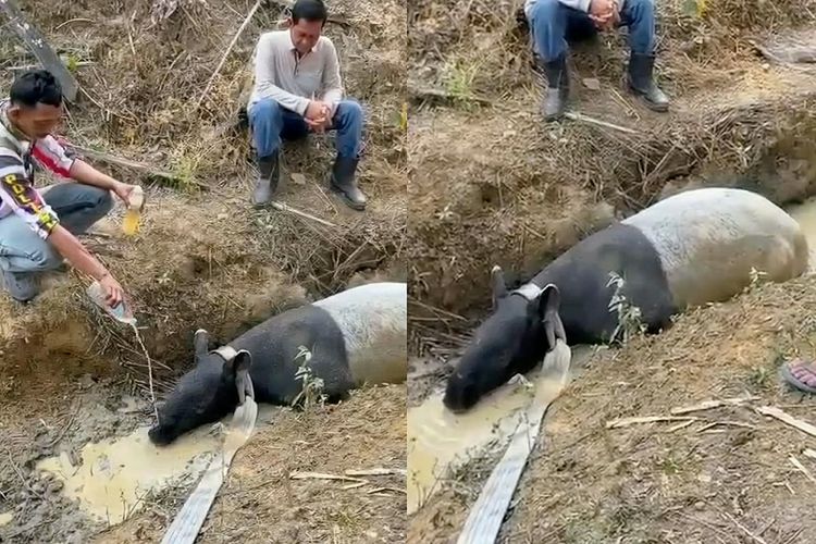 Tapir Kembali Ditemukan di Mesuji, BKSDA Turun Tangan Antisipasi Kasus Penyembelihan Viral Terulang