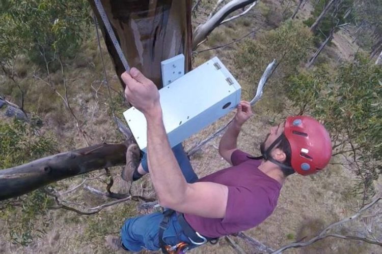 Dr. Dejan Stojanovic mengecek sarang elektronik yang berguna menyelamatkan Swift Parrot dari predator Sugar Glider. Populasi Swift Parrot yang tinggal sedikit menjadi alasan ilmuwan Australia membuat alat tersebut.