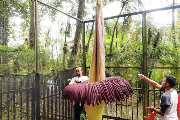 Bunga bangkai ukuran raksasa mekar sempurna di kawasan Kebun Raya Cibodas, Cianjur, Jawa Barat, Jumat (19/4/2024).