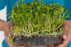Tips Merawat Microgreen agar Tumbuh Subur