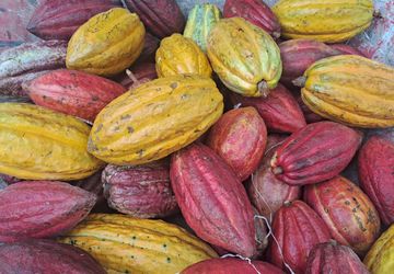 Masa Depan Cerah Kakao Indonesia