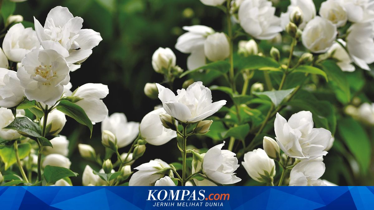 7 Tips Menanam Melati di Dalam Ruangan agar Bisa Tumbuh Subur