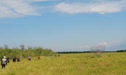 50 Persen Padang Rumput di Seluruh Dunia Menyusut Akibat Krisis Iklim pada Akhir Abad Ini