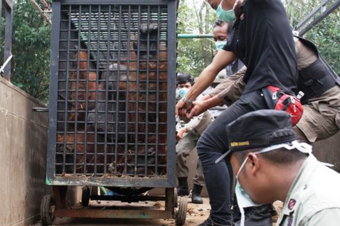 Kisah Orangutan Diimbah dan Hamidah yang Bertukar Tempat dengan 2 Harimau