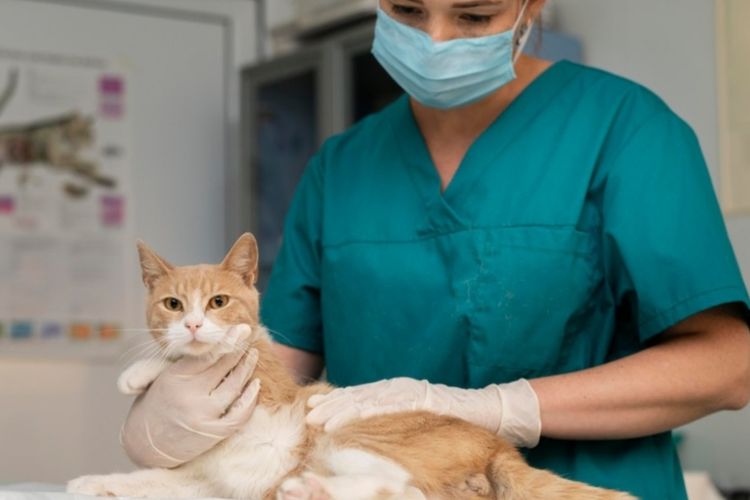 Ilustrasi dokter hewan yang memeriksa kucing