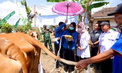 Bupati Ipuk Sebut Program SMS Pisan Efektif Dongkrak Reproduksi Sapi di Banyuwangi
