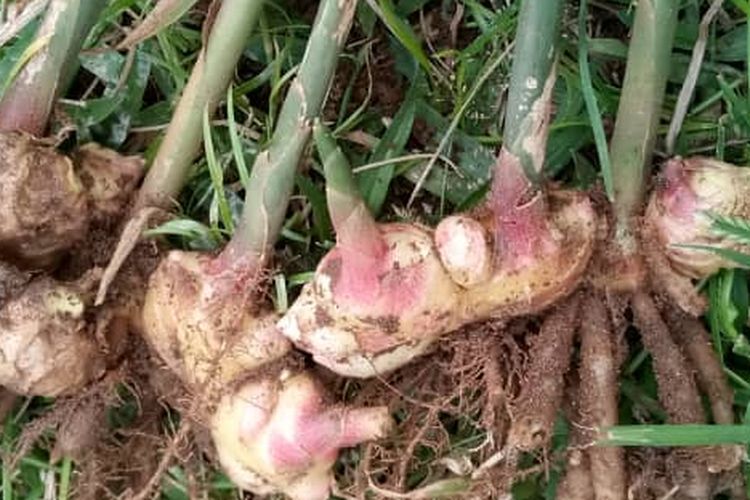 Ilustrasi tanaman jahe, menanam jahe.