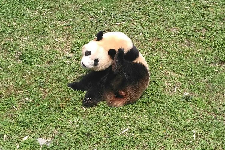 Seekor panda di Wolong Panda Base, China
