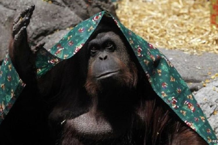 Sandra, seekor orangutan yang dipindahkan ke AS setelah dia mendapatkan HAM layaknya manusia.