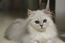 Ramai Diperbincangkan, Benarkah Kucing Putih Bersikap Lebih Sopan?