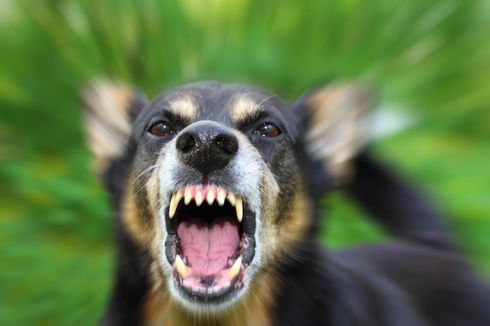 Detik-detik Andi Diserang 3 Anjing Herder, Kejar Layangan Putus, Ditemukan Penuh Luka Robek dan Gigitan