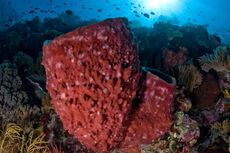 4 Rekomendasi Spot Diving di Pulau Kaledupa Wakatobi