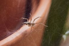 6 Cara Mengusir Laba-laba Secara Alami, Bisa Pakai Bumbu Dapur