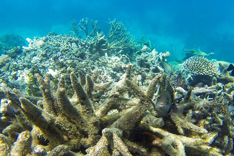 Terumbu karang di Great Barrier Reef yang memutih seiring naiknya suhu laut akibat pemanasan global dan perubahan iklim.